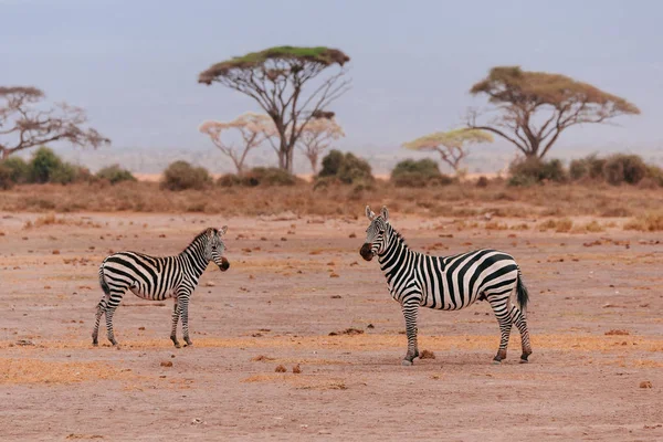 Two zebras in desert field