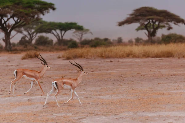 Sivatagi területen két antilop — Stock Fotó