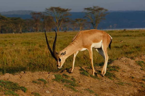 Çim yeme antilop — Stok fotoğraf