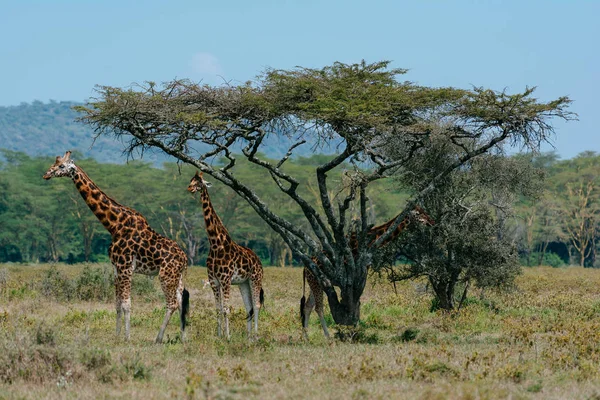 Dos jirafas cerca de arbustos árbol — Foto de Stock