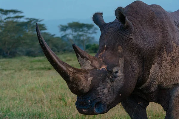 Вид сбоку на мокрую голову носорога — стоковое фото