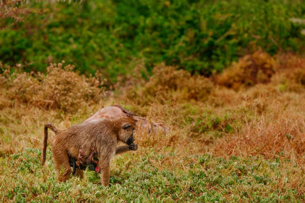 Babuíno no campo verde — Fotografia de Stock