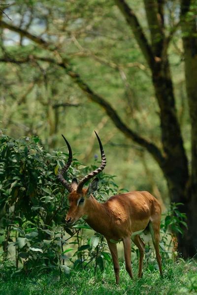 Antílope comer grama na floresta — Fotografia de Stock