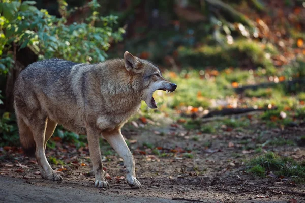 Loup rugissant dans la forêt — Photo