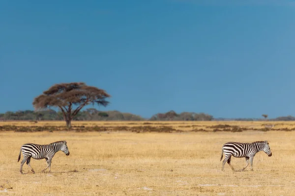 Duas zebras no campo de grama seca — Fotografia de Stock