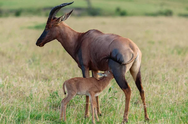 Antilop bebek geyik yavrusu besleme — Stok fotoğraf