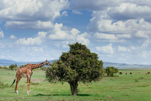 Çalılıkların yemek zürafa