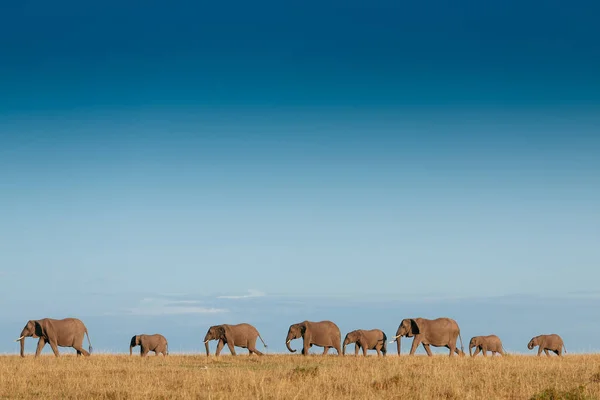 Парад слонов, пересекающих поле — стоковое фото