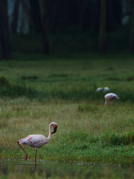Flamingos auf Wasserfeld — Stockfoto