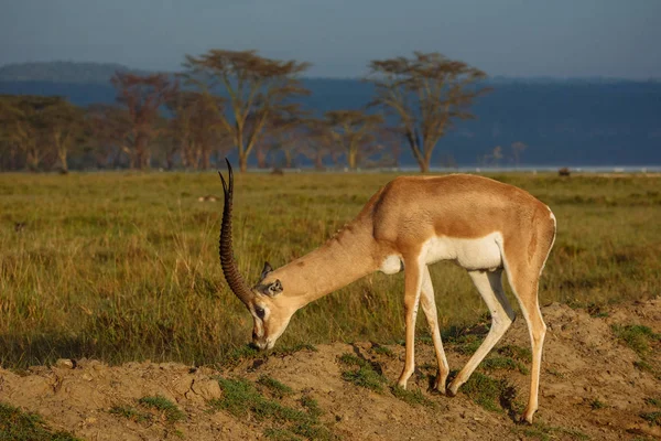 Антилопа ест траву — стоковое фото
