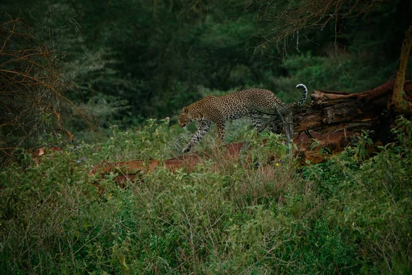 Jaguar andando na árvore caída — Fotografia de Stock