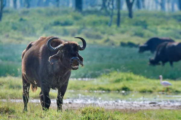 Suya yakın yeşil alan üzerinde boğa