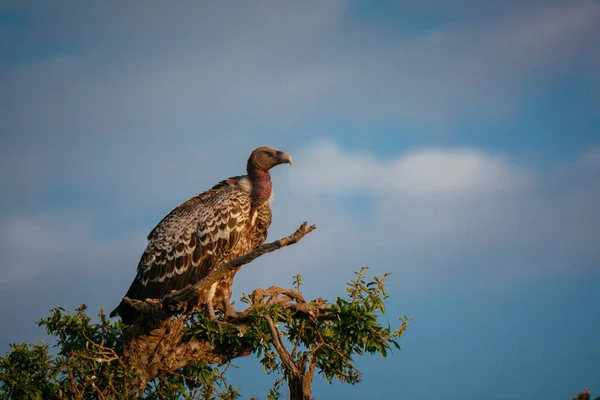 Giro gracioso no galho da árvore — Fotografia de Stock