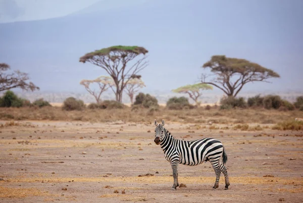 Zebra no campo do deserto — Fotografia de Stock