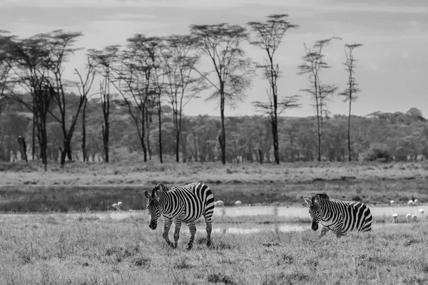 Duas zebras no campo — Fotografia de Stock