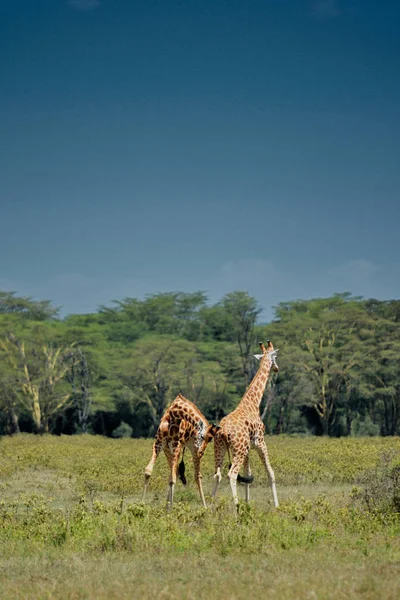 Dos jirafas jugando en el campo — Foto de Stock