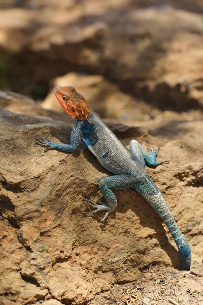 Lagarto grande en tierra seca — Foto de Stock