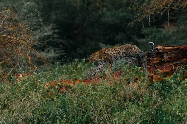 Jaguar zöld mező séta — Stock Fotó