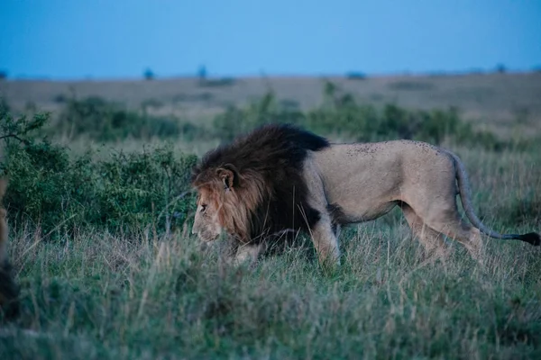 Αρσενικό λιοντάρι στο πεδίο βράδυ — Φωτογραφία Αρχείου