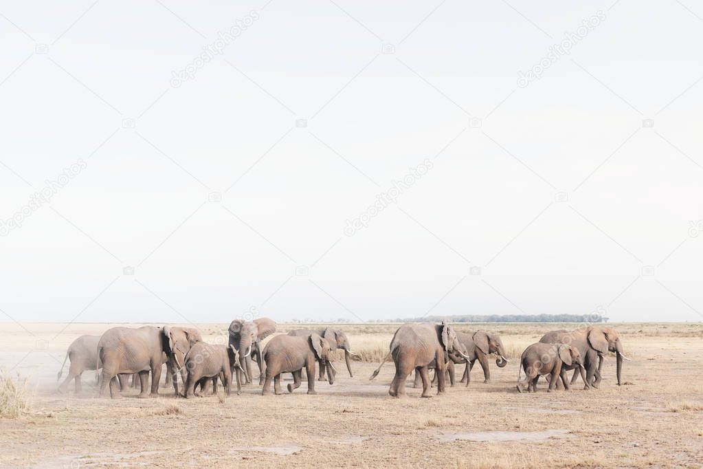 Herd of elephants in desert field