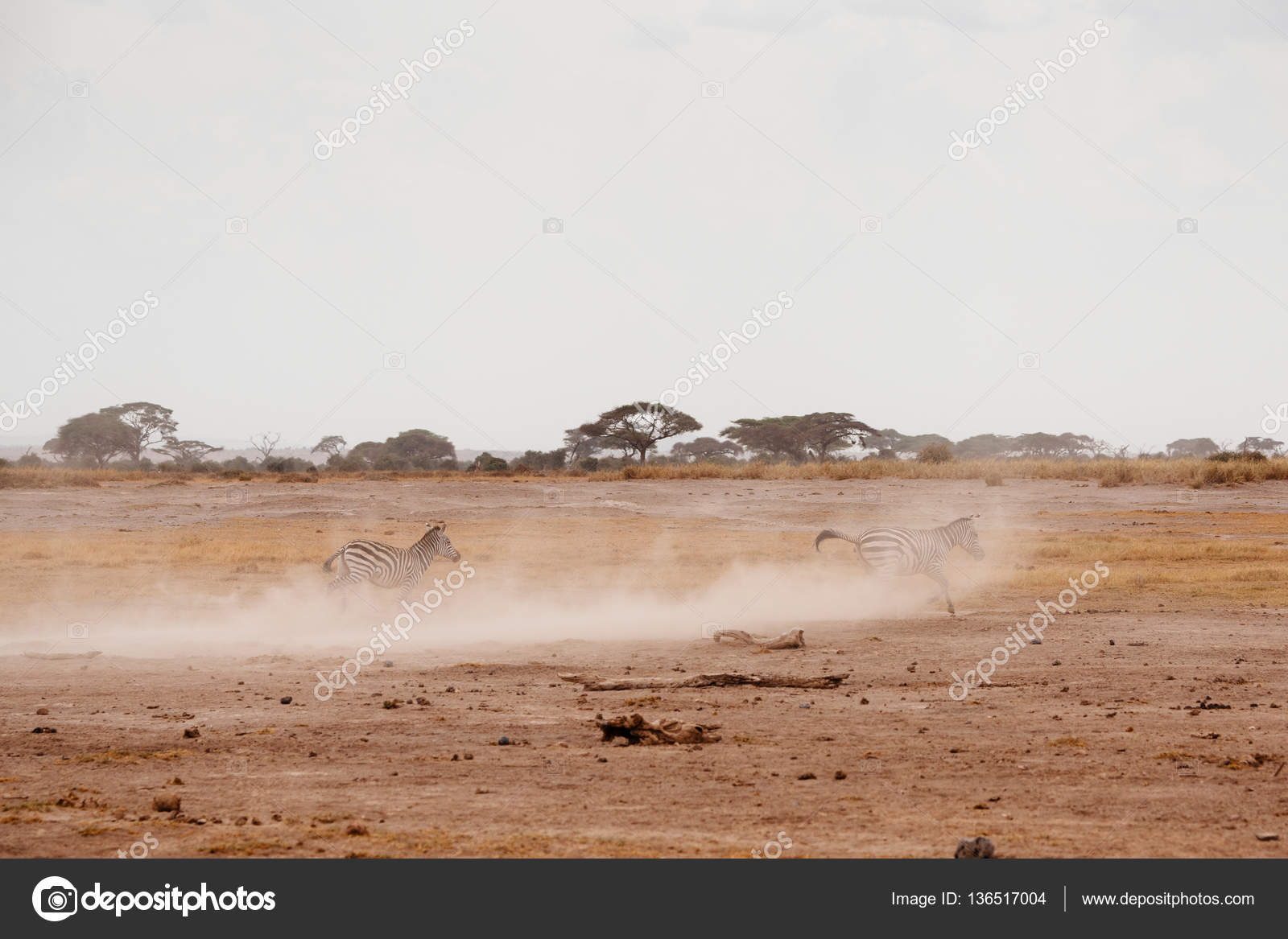 Two Zebras Running Across Field Stock Photo C Costasd68 136517004