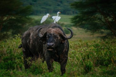 Öküz sırtında iki kuş ile 