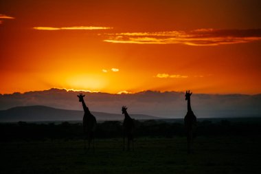Zürafalar Sunset'teki siluetleri
