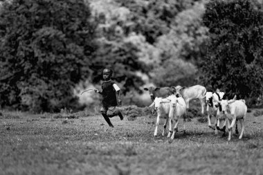 Çocuk shepherding keçi sürüsü