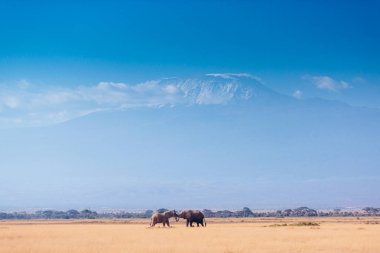 Sarı alan üzerindeki iki filler