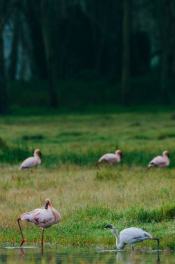 Yeşil Göl kenarında flamingolar Pat