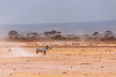 Çöl sahada çalışan zebra