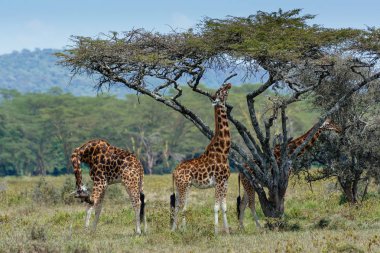 Three giraffes under tree clipart