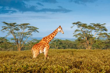 Ağaçlar yakınlarında zürafa