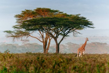 Alan ağaç yakınındaki zürafa
