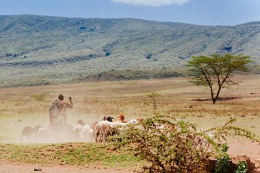 Adam shepherding keçi