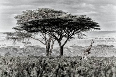 Alan ağaç yakınındaki zürafa