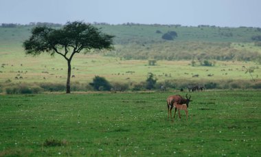 Antilop ve bebek yeşil sahada