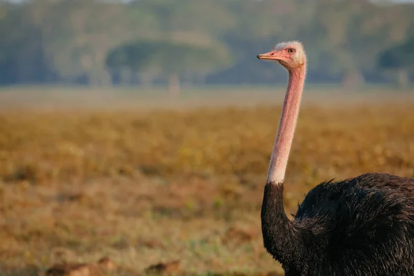 Великий страус на полі — стокове фото