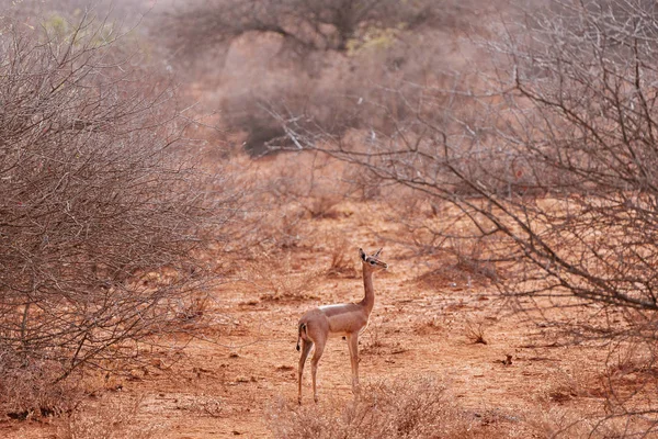 Sivatagi területen antilop — Stock Fotó