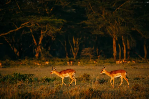 Rebanho de antílopes no campo — Fotografia de Stock