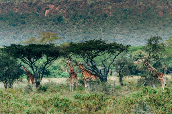 Four giraffes on field
