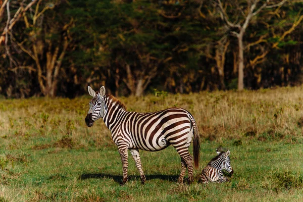 Duas zebras no campo — Fotografia de Stock