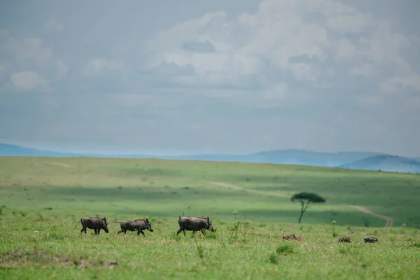 Três warthogs correndo em campo — Fotografia de Stock