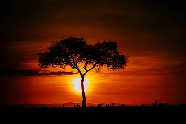 Coucher de soleil et arbre contre les nuages sombres — Photo
