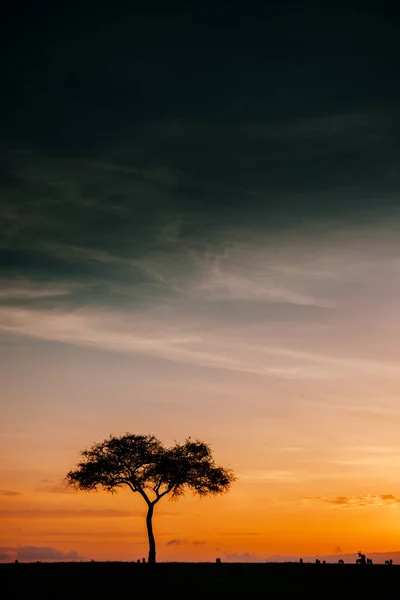 Sunset and tree against dark clouds — Stock Photo, Image