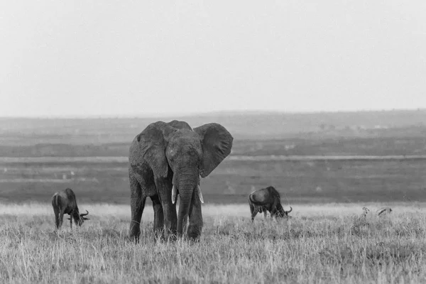 Elephant and two wildebeests on field — Stock Photo, Image