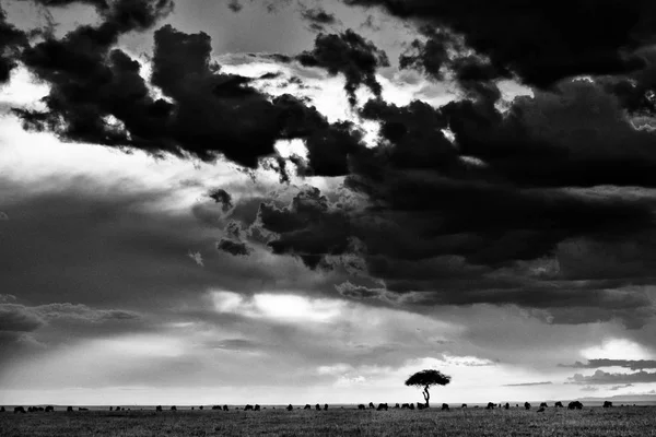 Закат и дерево против темных облаков — стоковое фото