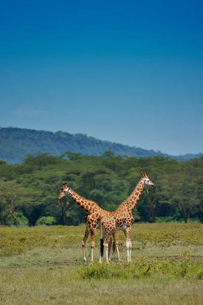 Dos jirafas en el campo — Foto de Stock