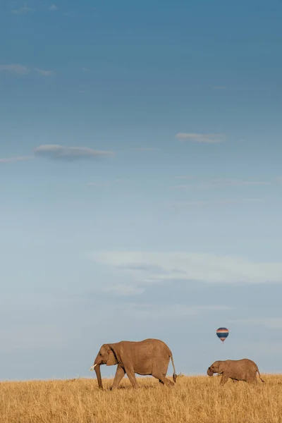 Éléphants sur le terrain et ballon à air chaud — Photo