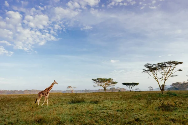 Girafa caminhando no campo — Fotografia de Stock